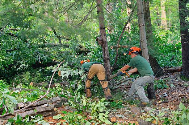 Best Tree Care Services  in Harlingen, TX